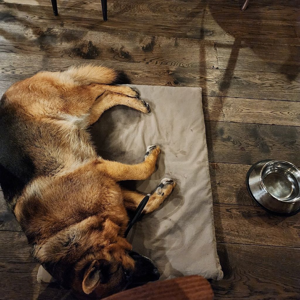 A dog lying contentedly on the floor beside the door of the dog-friendly Roundhouse Inn bar